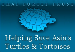 Thai Turtle Trust