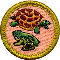 Reptile and Amphibian Study