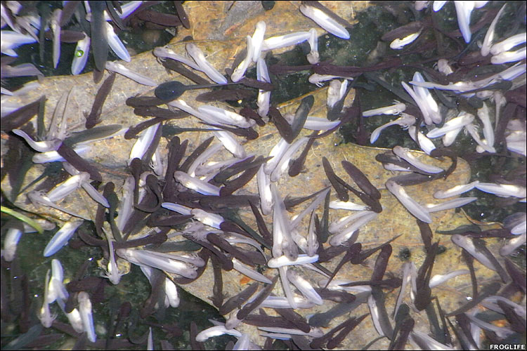 Albino Tadpoles