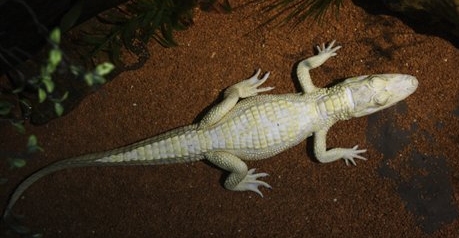 Albino Alligator