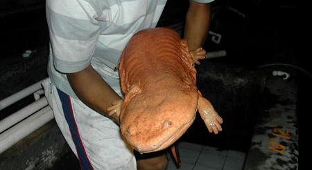 Chinese Giant Salamander