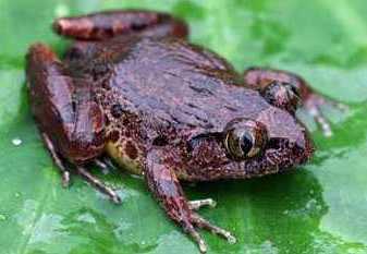 Astylosternus perreti