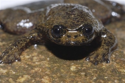 Barbourula kalimantanensis