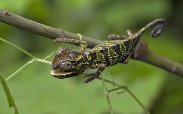 A chameleon (Chamaeleo gracilis) found during a 2006 expedition to Ghana's Atewa Range Forest Reserve led by Conservation International's Rapid Assessment Program.