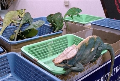 Chameleons siezed in raid