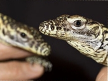 Baby Komodo Dragons