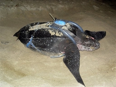 Leatherback Turtle