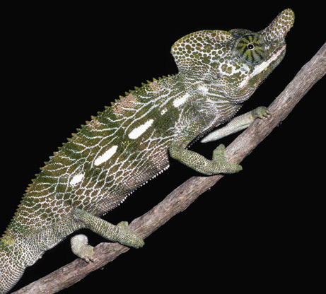 Labord's chameleons (such as this adult male from Madagascar) live for only three to five months, a new study says.