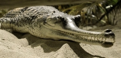 Gharial