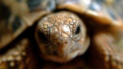 Star tortoise