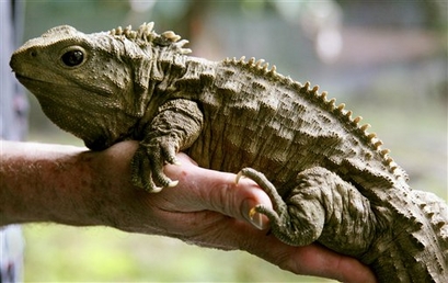 Henry, the 111-year-old Tuatara, an indigenous New Zealand reptile regarded as one of the last living descendants of the dinosaurs, rests on the arm of his handler at the Southland Museum at Invercargill, New Zealand, on Aug. 6, 2008. Henry, who has proved that when it comes to siring offspring, it's never too late. Henry and his mate Mildred, 70-80 years old, have laid 12 eggs, of which 11 hatched Monday, Jan. 26, 2009.