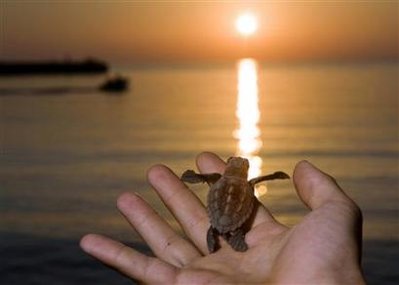 A volunteer from the Marine Turtle Rescue Center holds a newly hatched sea turtle before the shore on Linosa, a small volcanic island south of Sicily