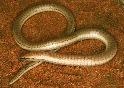 Legless Lizard
