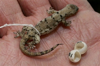 French scientist Ivan Ineich displays a never-before-seen species of gecko, baptised with the latin name Lepidodactylus buleli, at France's Natural History Museum in Paris.