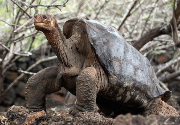 Lonesome George