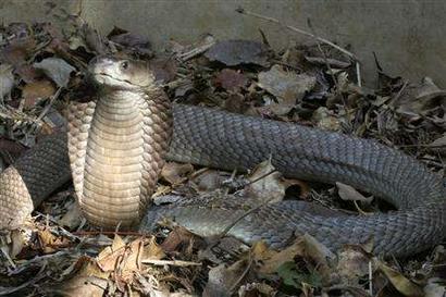 Cobra