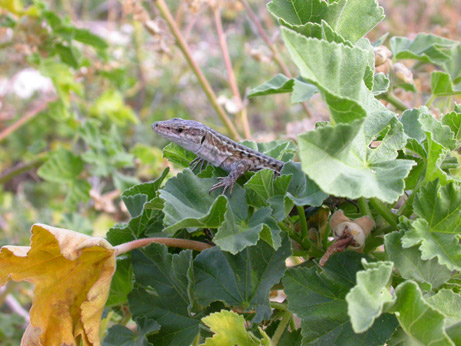 Podarcis sicula