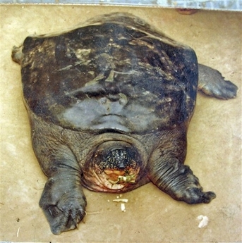 Rafetus swinhoei