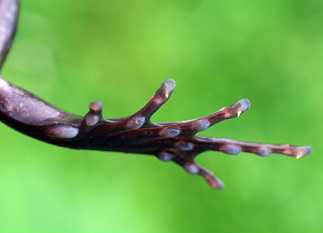 Trichobatracus robustus