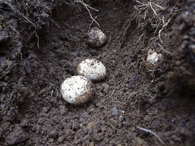 In this undated photo supplied by the Karori Sanctuary, tuatara eggs are seen lying on the ground at the Karori Sanctuary in Wellington, New Zealand.