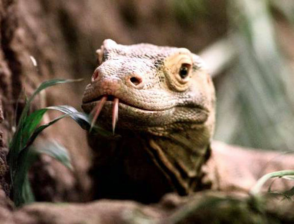 Komodo Dragon