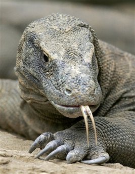 Komodo Dragon