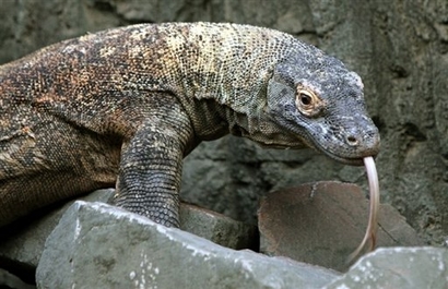Komodo Dragon
