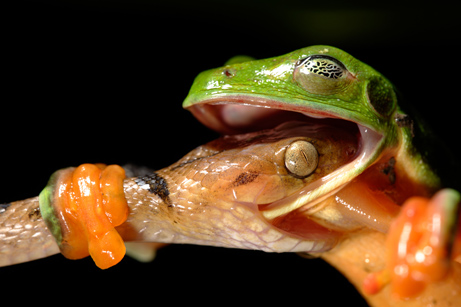 A Morelet's tree frog doggedly refuses to become supper for a cat-eyed snake.