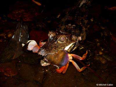 The dwarf crocodile O. tetraspis eats a captures a land crab at Loango National Park, Gabon.
