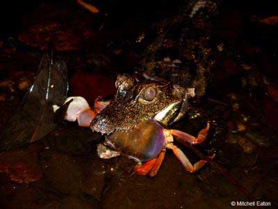 The dwarf crocodile O. tetraspis eats a captures a land crab at Loango National Park, Gabon.
