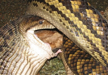 Python eating family dog