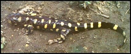 Tiger Salamander