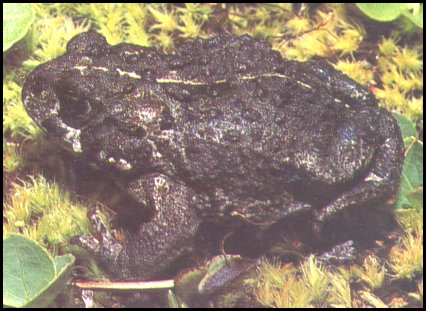 Western Toad