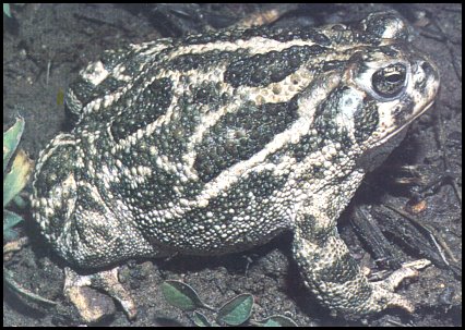 Great Plains Toad