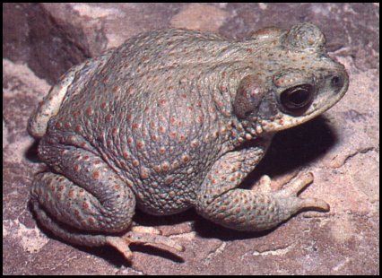 Red-spotted Toad