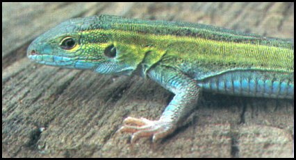 Six-lined Racerunner