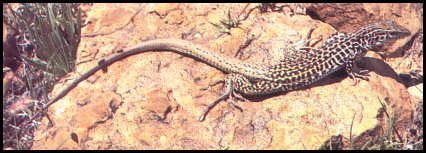 Diploid Colorado Checkered Whiptail