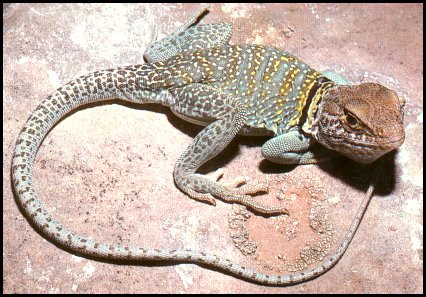 Collared Lizard