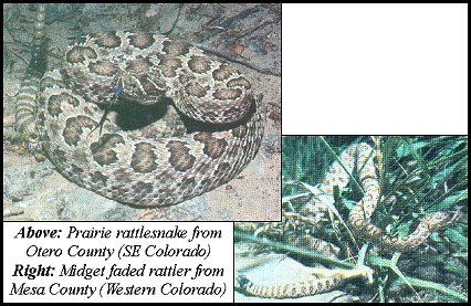 Western Rattlesnake