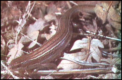 Variable Skink