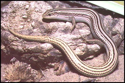 Many-lined Skink