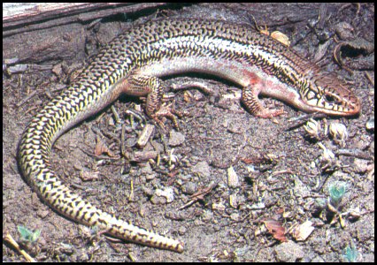 Great Plains Skink