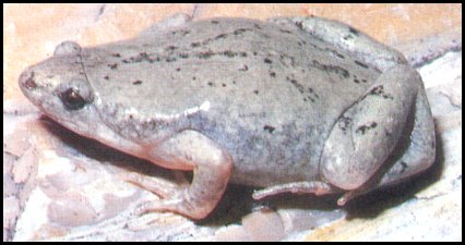 Great Plains Narrowmouth Toad