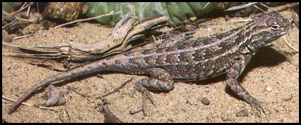 Lesser Earless Lizard