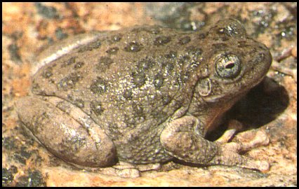 Canyon Treefrog