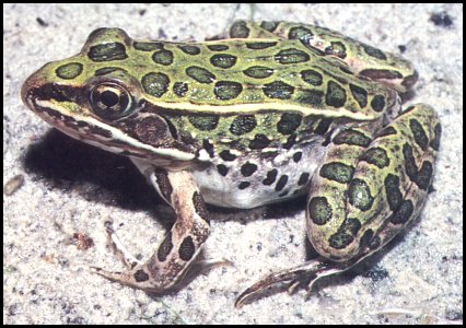 Northern Leopard Frog