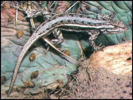 Eastern Fence Lizard