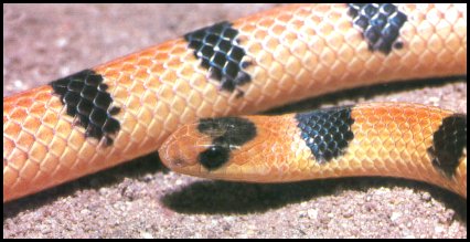 Ground Snake