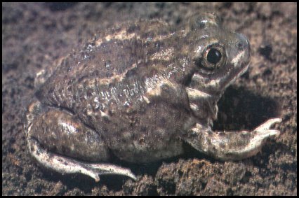 Great Basin Spadefoot Toad