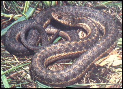 Western Terrestrial Garter Snake